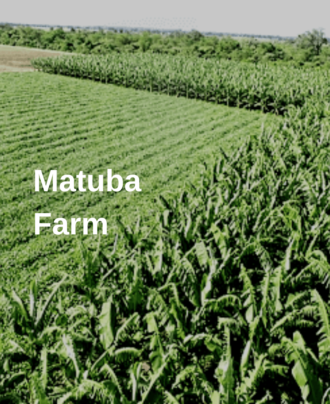 Matuba farm built by Holistic investments Africa