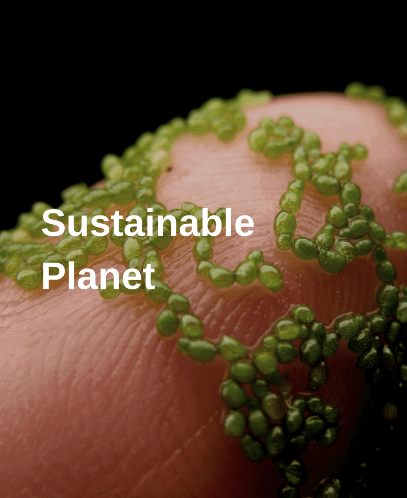 Holistic Investments Africa- Sustainable Planet _ water lentils, partner of Holistic Investments Africa